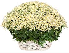 Цветочная композиция из Ромашки в корзине #REPLACE_PRED# Кировский